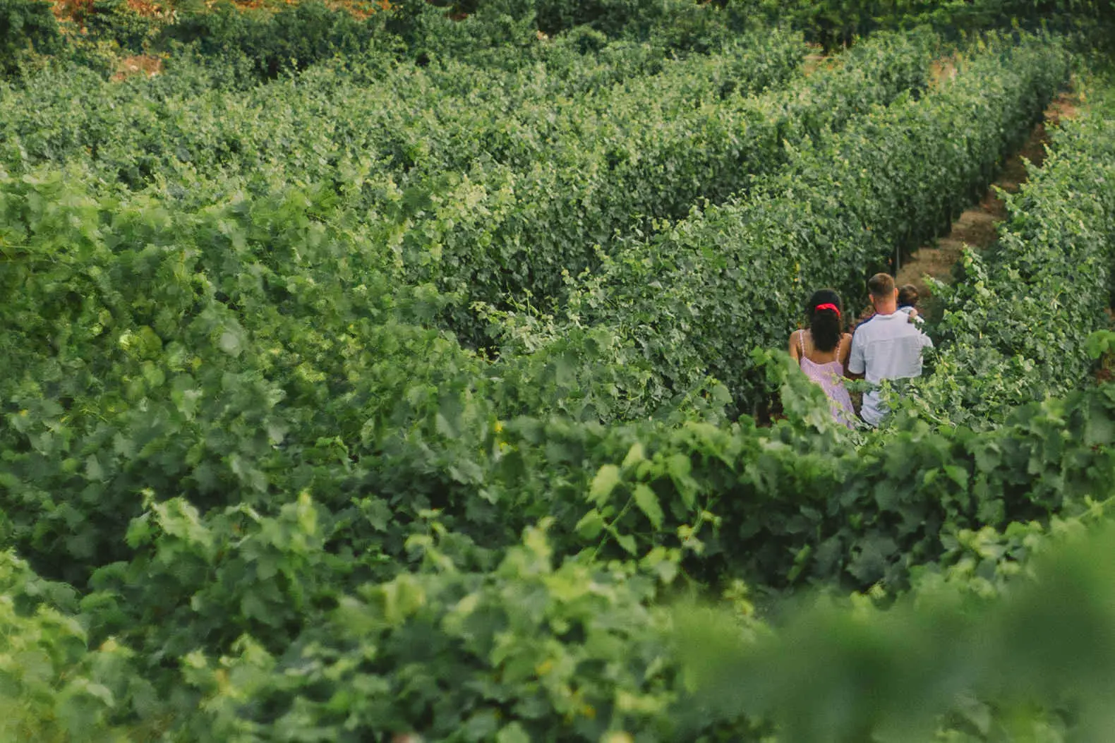 event in vineyard